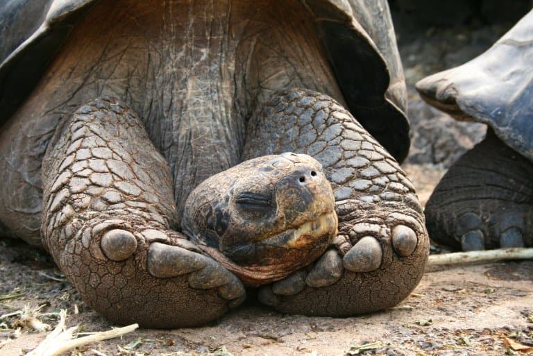 Galápagos Tortoise asleep