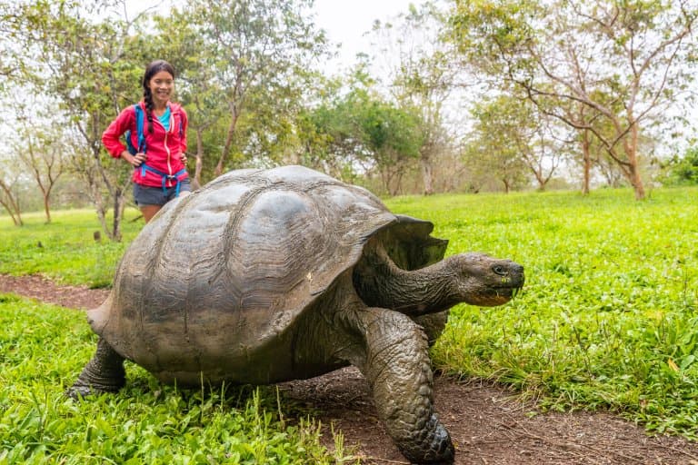 Galápagos Tortoise with human