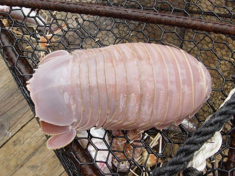 Giant Isopod Facts