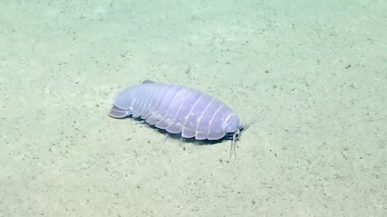 Giant Isopod on the sea floor