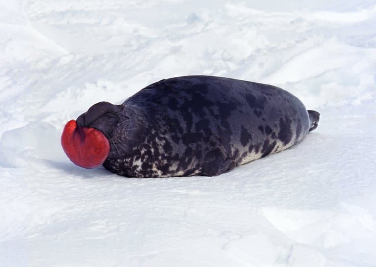 Hooded Seal Facts