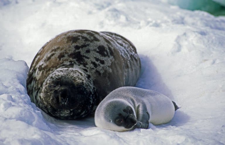 Hooded Seal family