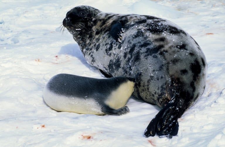 Hooded Seal and pup