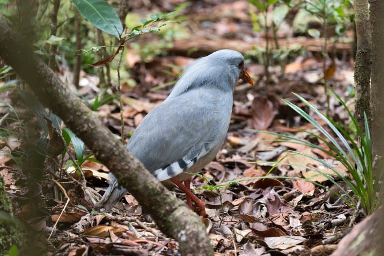Kagu in the forest