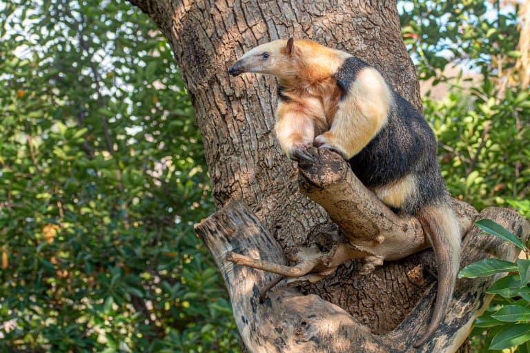 Lesser Anteater in tree