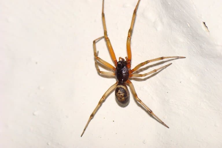 noble false widow spider