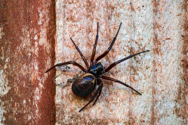 8 Shocking False Widow Spider Facts Fact Animal 8 Shocking False Widow Spider Facts Fact Animal