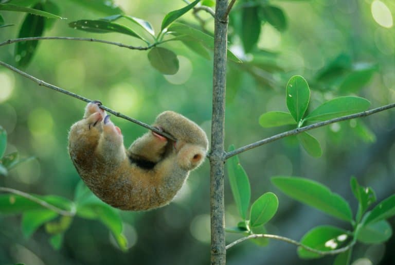 Silky Anteater Facts