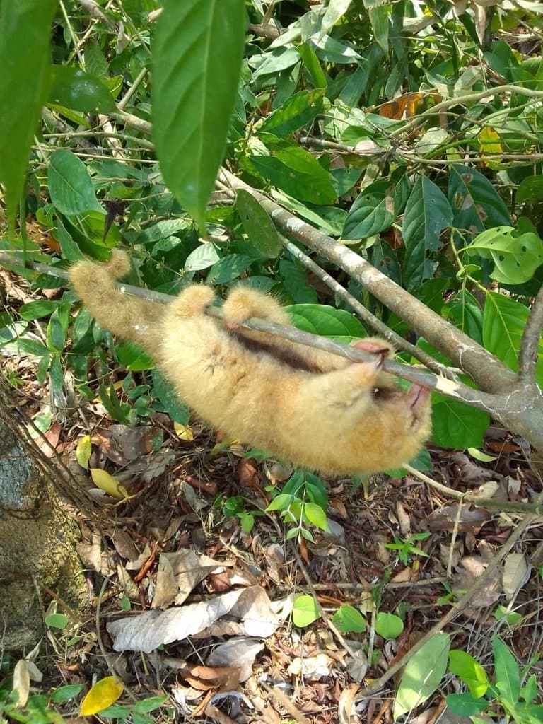 Silky Anteater hanging from a branch