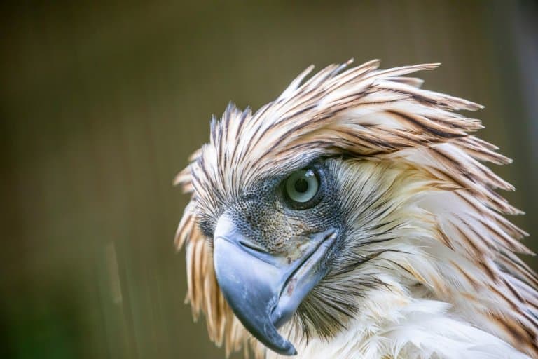 The Philippine Eagle blue/grey eyes
