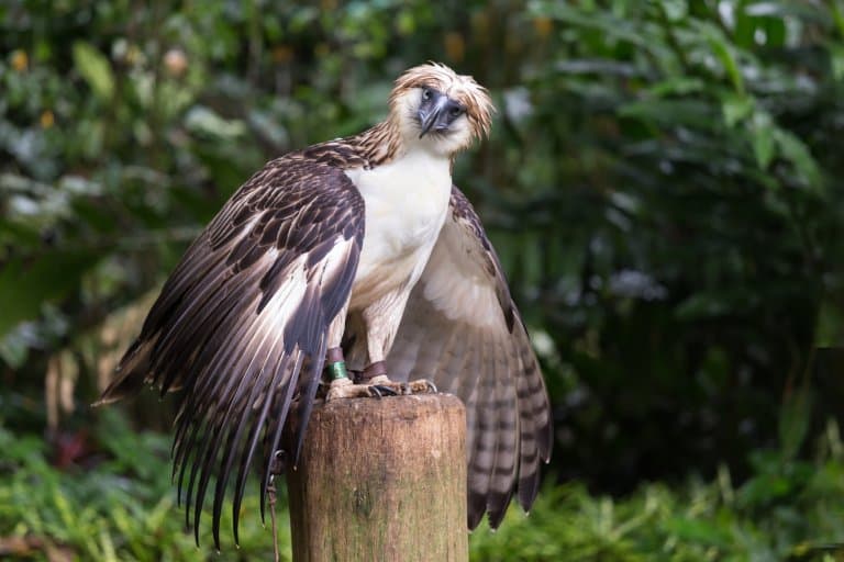 The Philippine Eagle Facts