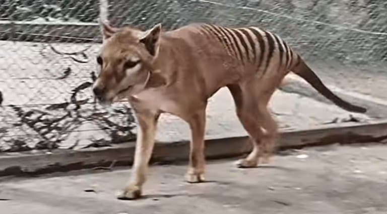 10 Incredible Tasmanian Tiger Facts - A-Z Animals