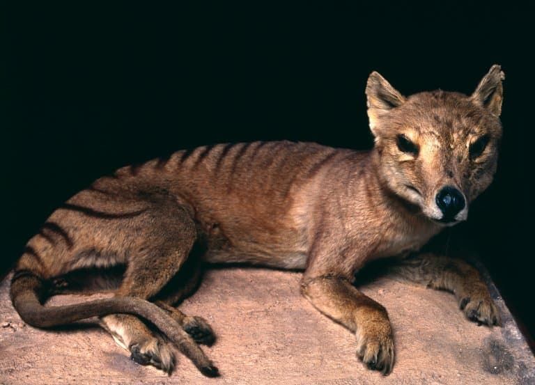 Thylacinus cynocephalus (Tasmanian wolf, Tasmanian tiger)