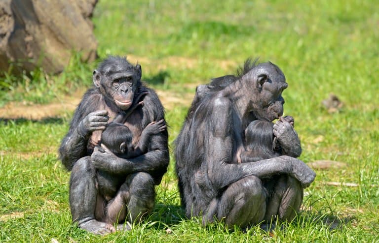 Bonobo  Ugly animals, Monkeys funny, Funny animals