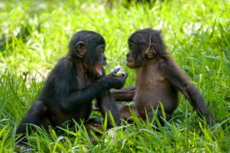 Bonobo infants