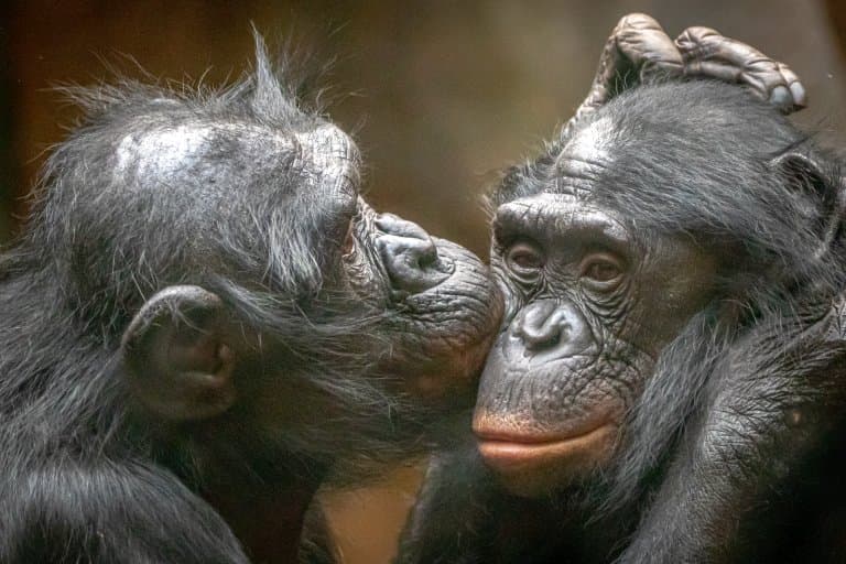 Bonobo kissing
