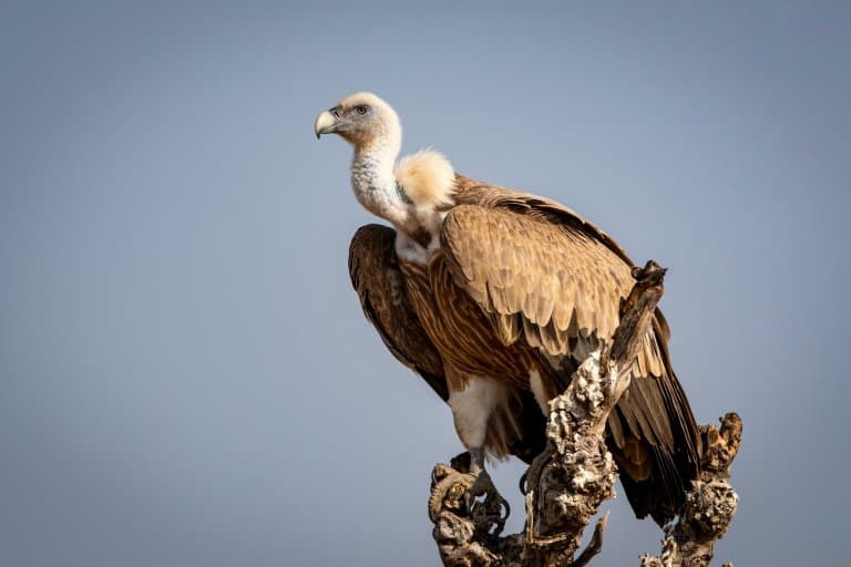 Eurasian Griffon Vulture Facts