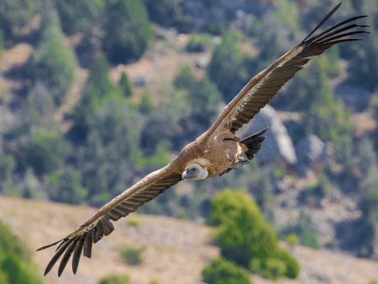 Eurasian Griffon Vulture wingspan