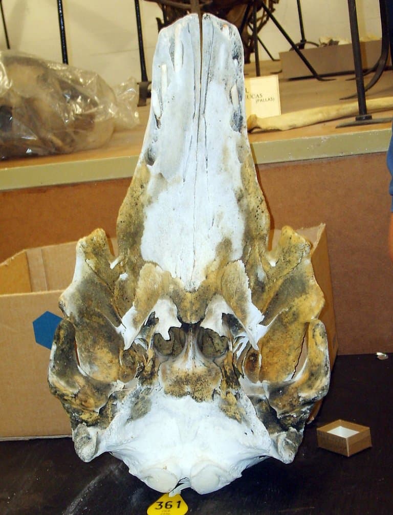 Narluga skull