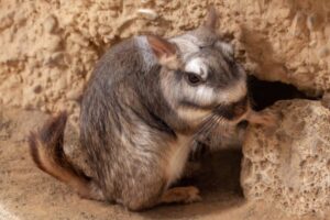 7 Super-Cute Viscacha Facts - Fact Animal