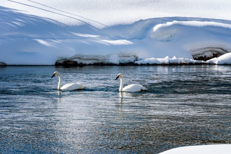 Trumpeter Swans on lake