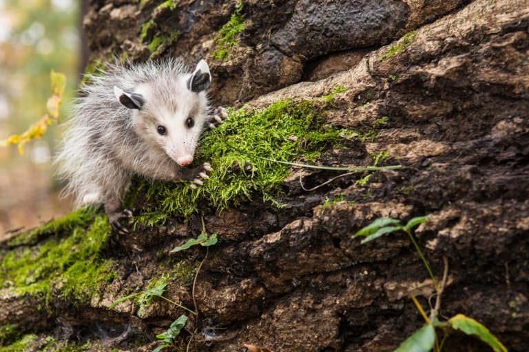 Opossum baby