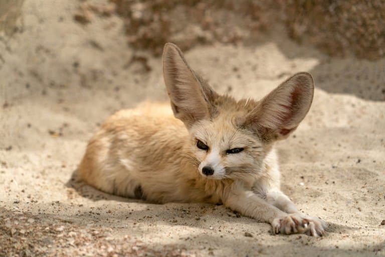 Fennec Fox Huge Ears