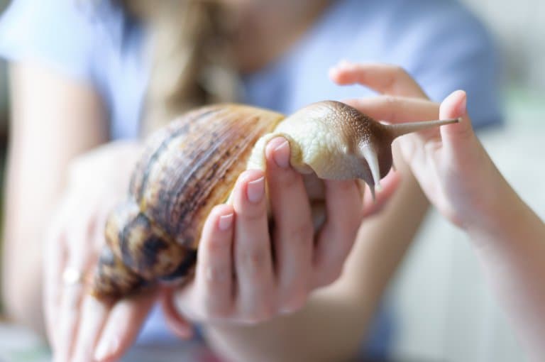 Giant African Snail Facts