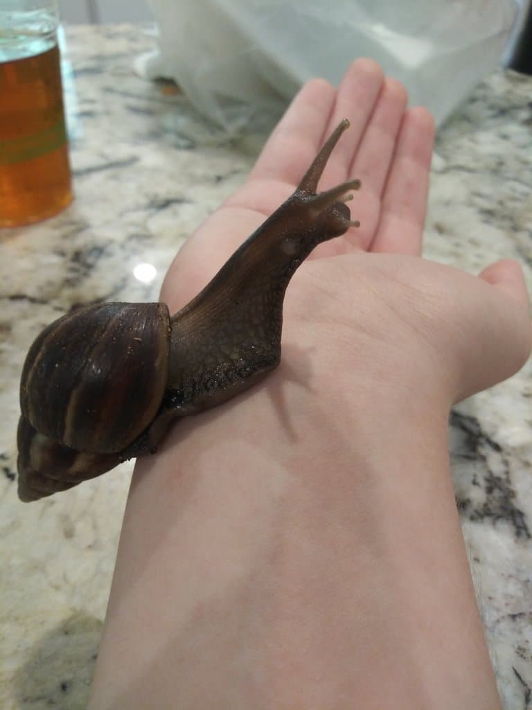 Giant African Snail in someones hand