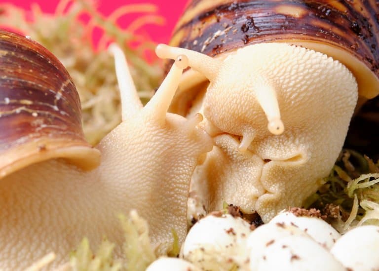 Giant African Snails mating