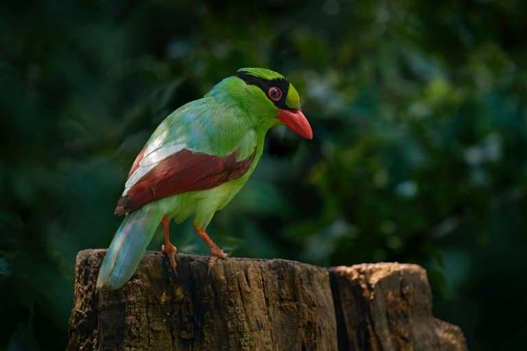 Javan Green Magpie