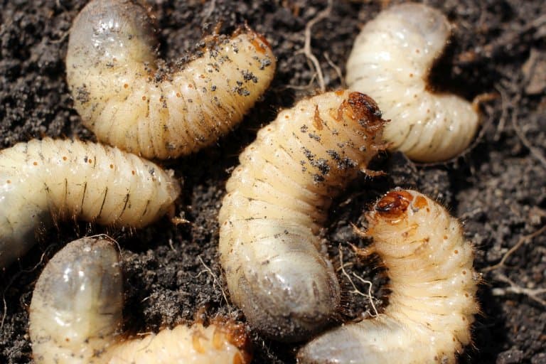 Gross, sure – but maggots have medical benefits