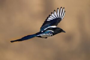 10 Fun Magpie Facts Fact Animal