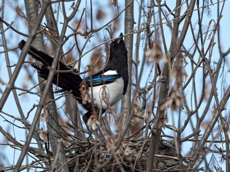 magpie nest