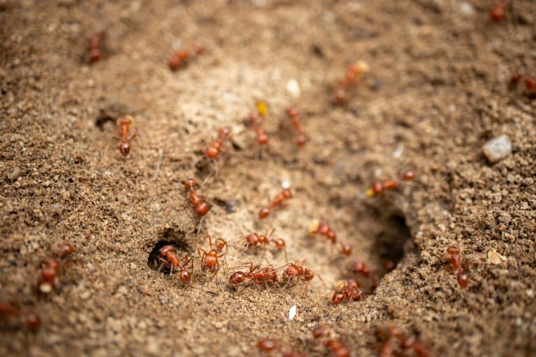 Maricopa Harvester Ant Facts