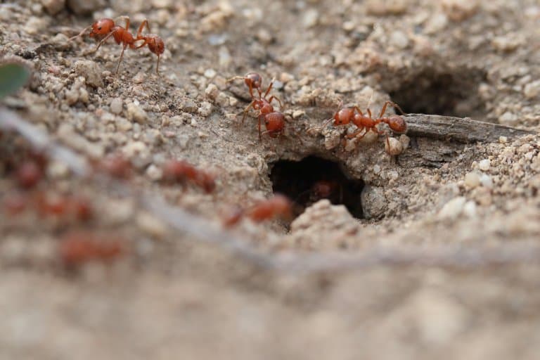 Maricopa Harvester Ants