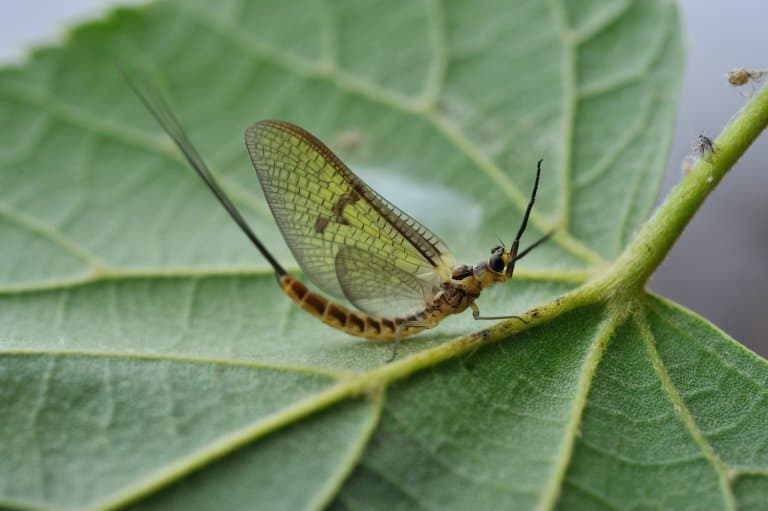 Mayfly Facts