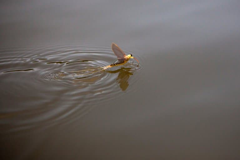 Mayfly in river