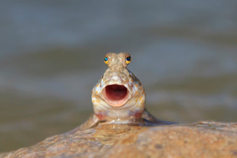 Mudskipper breathing