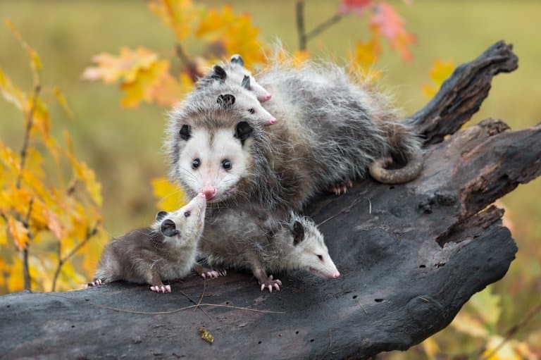 Opossum and babies