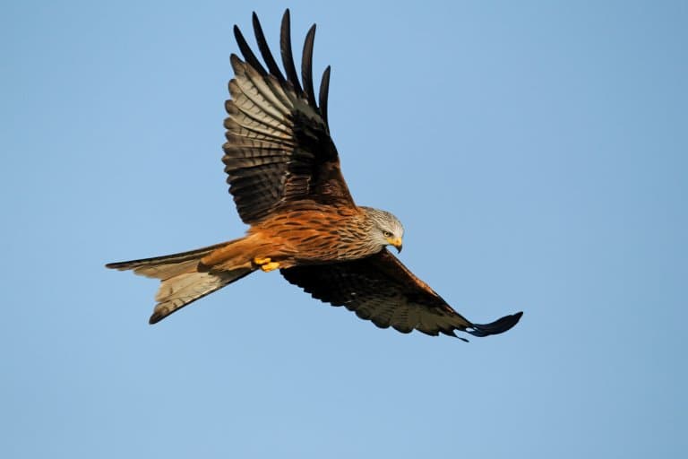 Red Kite Facts