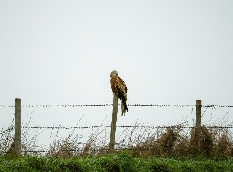 Red Kite sitting on a fence