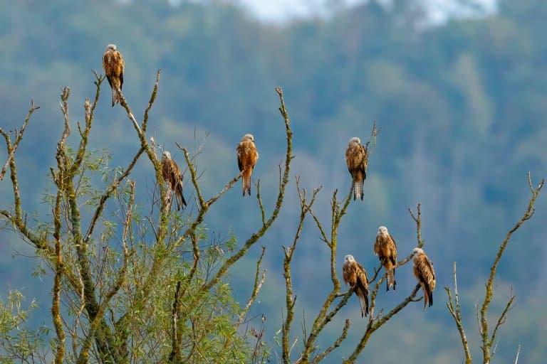 Red Kites in a tree