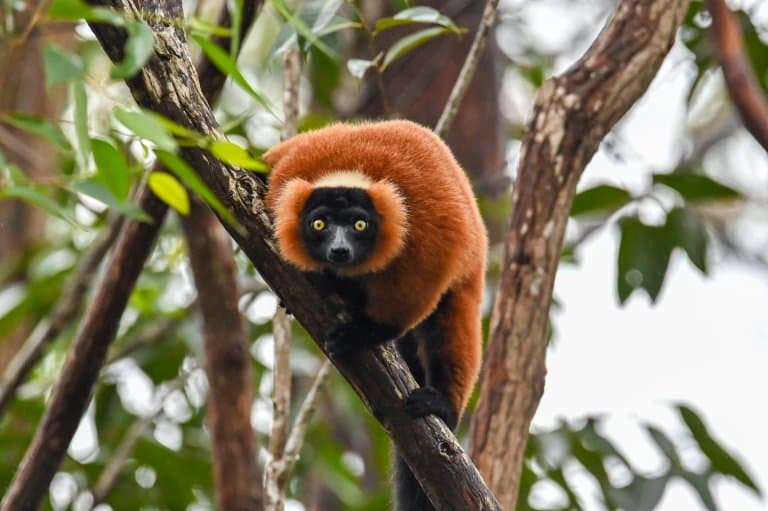 Red Ruffed Lemur Facts
