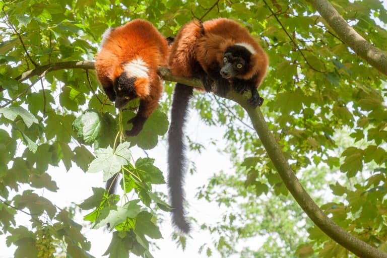 Red Ruffed Lemurs