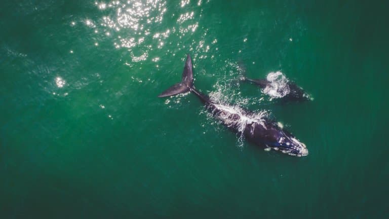 Right Whale and calf