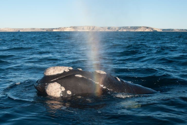 Right Whale on surface