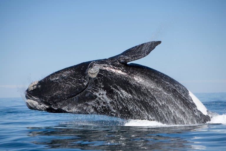 Right Whale breaching