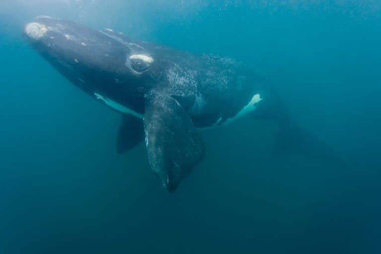 Right Whale Facts