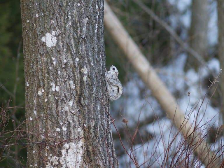 Siberian Flying Squirrel climbing tree